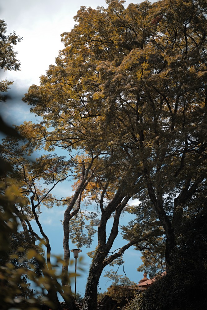Sigma FP 2026 大阪小記錄
