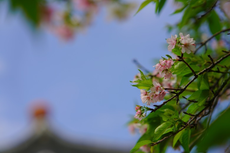 秋天的櫻花•在•中正紀念堂