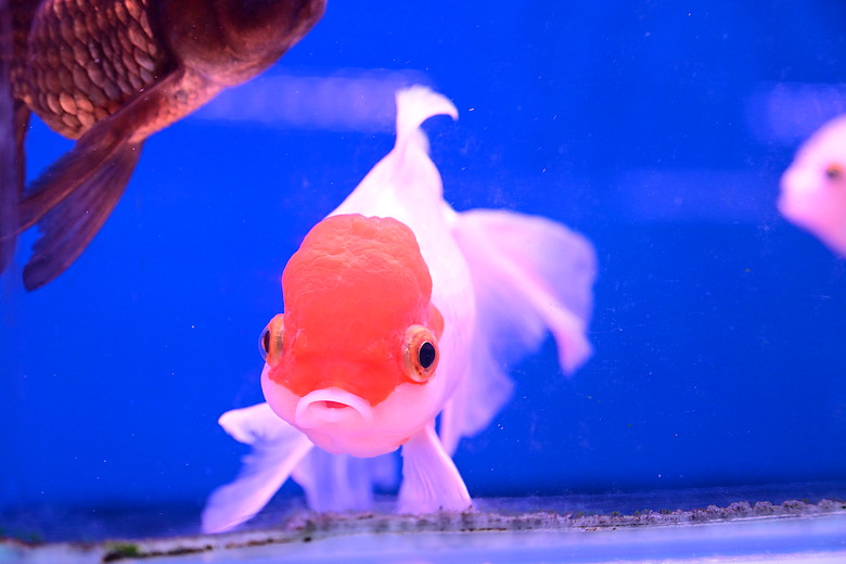 Nikon Z5IIC+24-105mm kit組拍魚、非常多的魚開箱