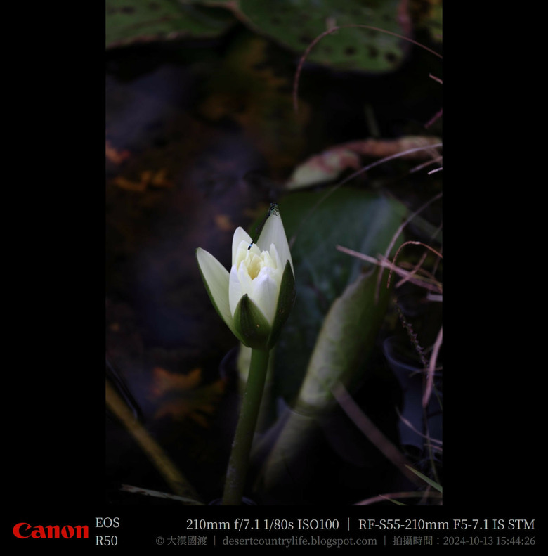 【遊記】奇萊山腳下享受「山水、稻香、鳥鳴、花艷」，蓮城蓮花園 ｜ 大漠國渡