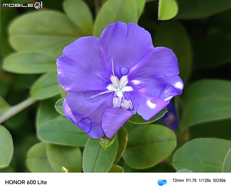 點我看大圖 HONOR 600 Lite|主打人像、輕薄機身與 AI 鍵,實拍體驗一次看