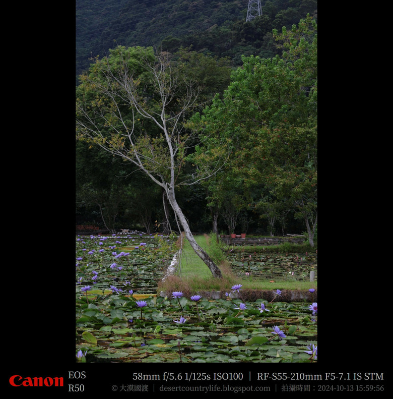 【遊記】奇萊山腳下享受「山水、稻香、鳥鳴、花艷」，蓮城蓮花園 ｜ 大漠國渡