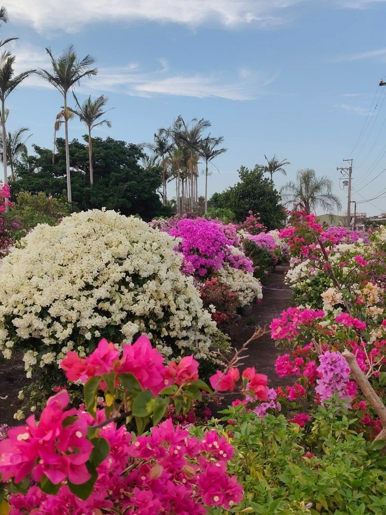 中壢隱藏版花園!千棵九重葛美如畫 10/20正式開園!
