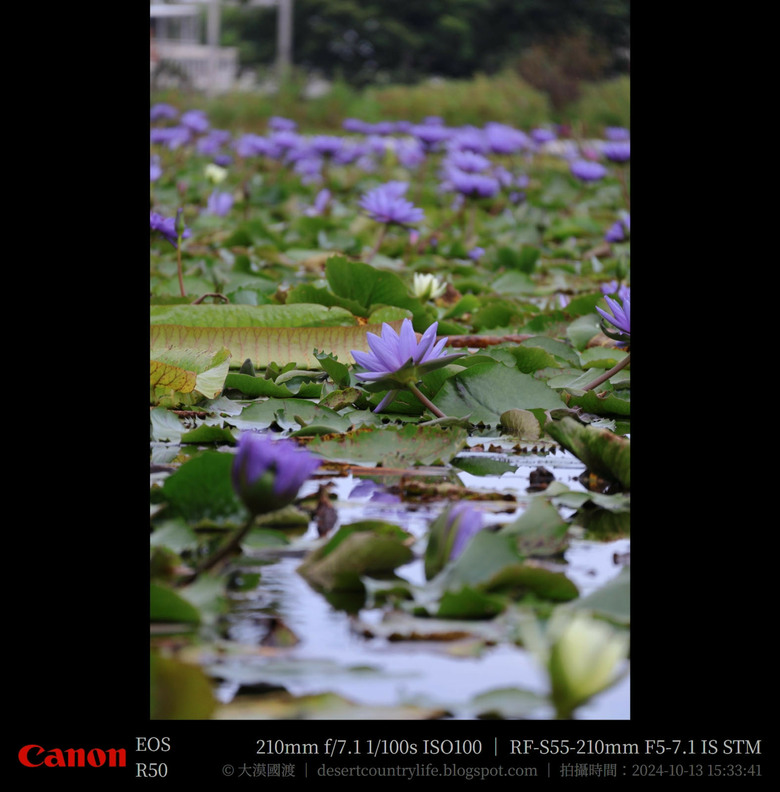 【遊記】奇萊山腳下享受「山水、稻香、鳥鳴、花艷」，蓮城蓮花園 ｜ 大漠國渡