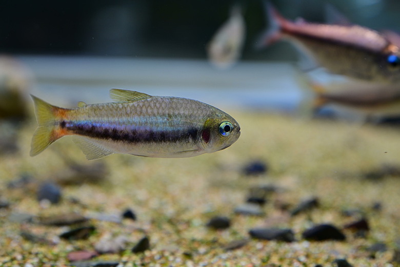 Nikon Z5IIC+24-105mm kit組拍魚、非常多的魚開箱