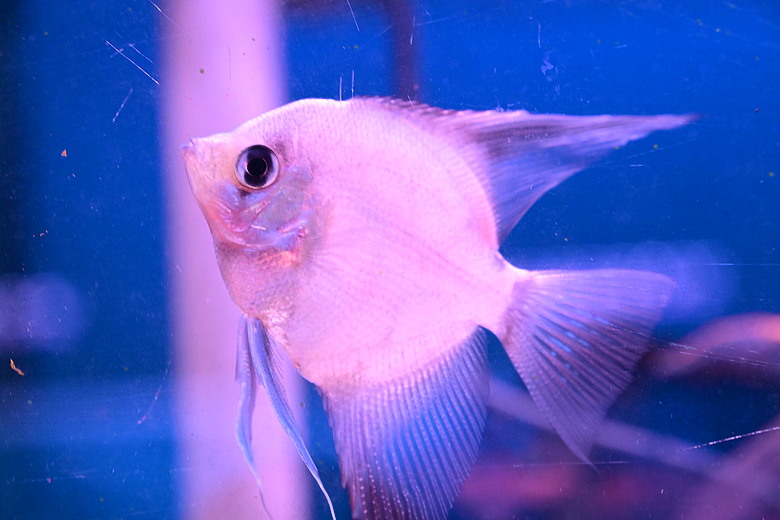 Nikon Z5IIC+24-105mm kit組拍魚、非常多的魚開箱