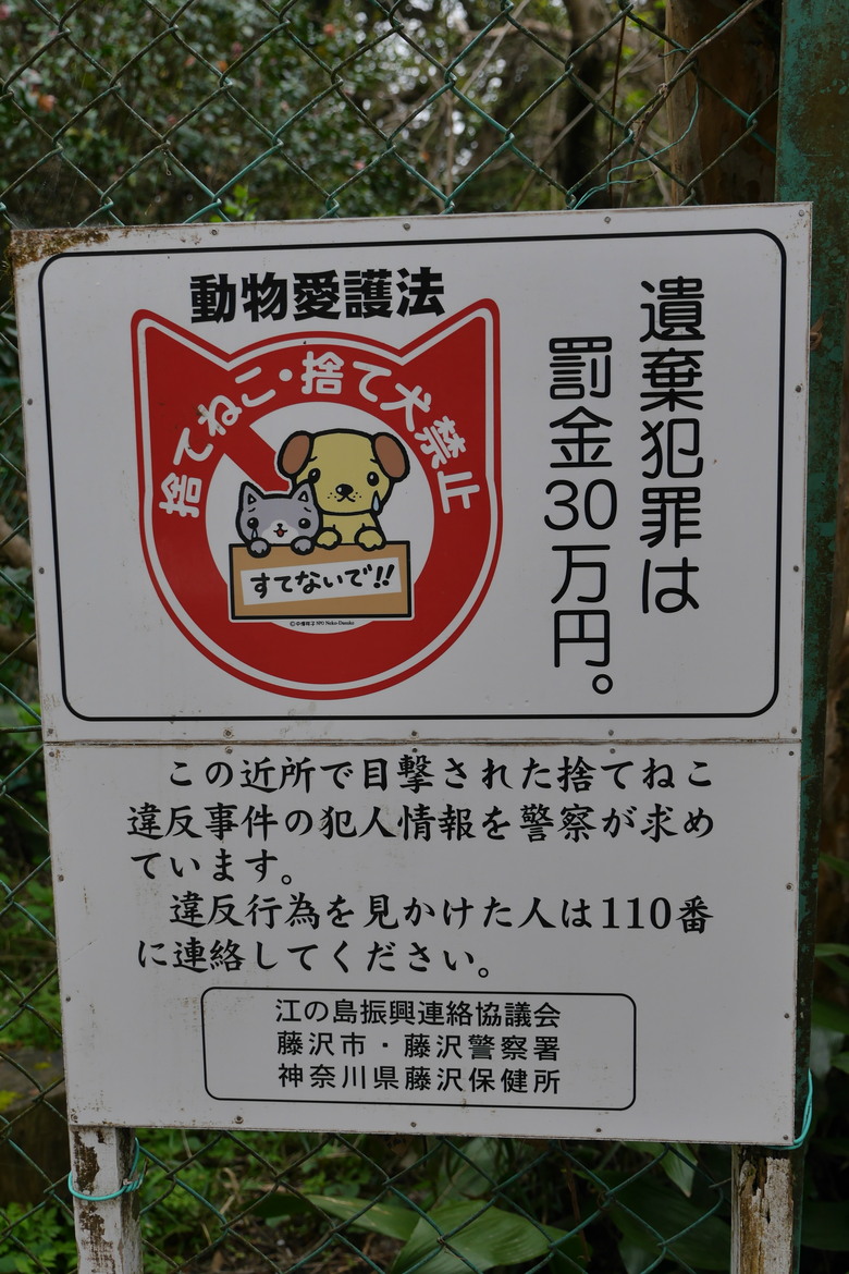 神奈川縣旅遊 江之島