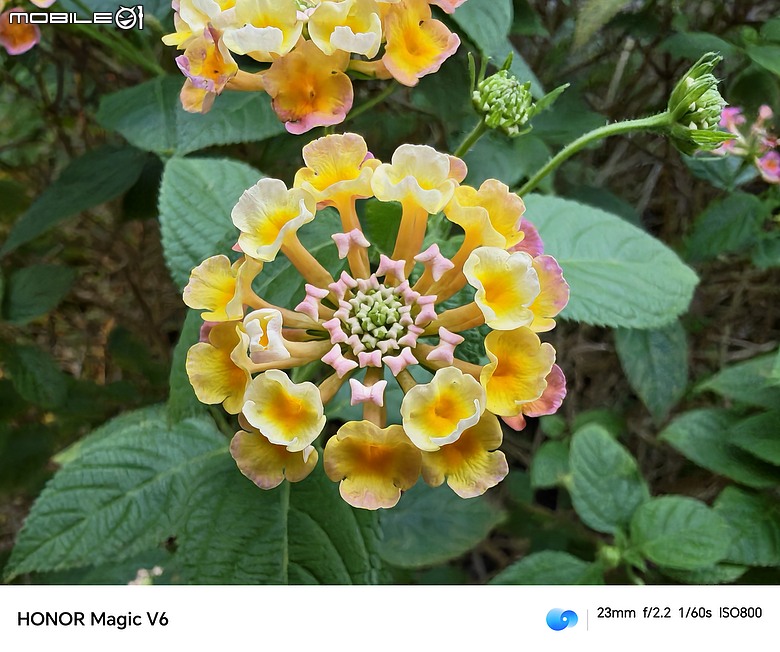 點我看大圖 HONOR Magic V6 評測報告|4mm 超薄機身、AI 靈感幫拍超貼心!