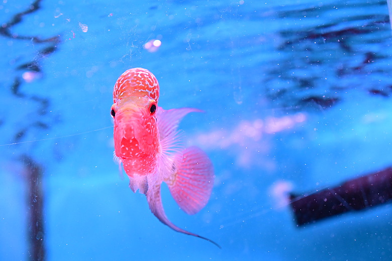 Nikon Z5IIC+24-105mm kit組拍魚、非常多的魚開箱