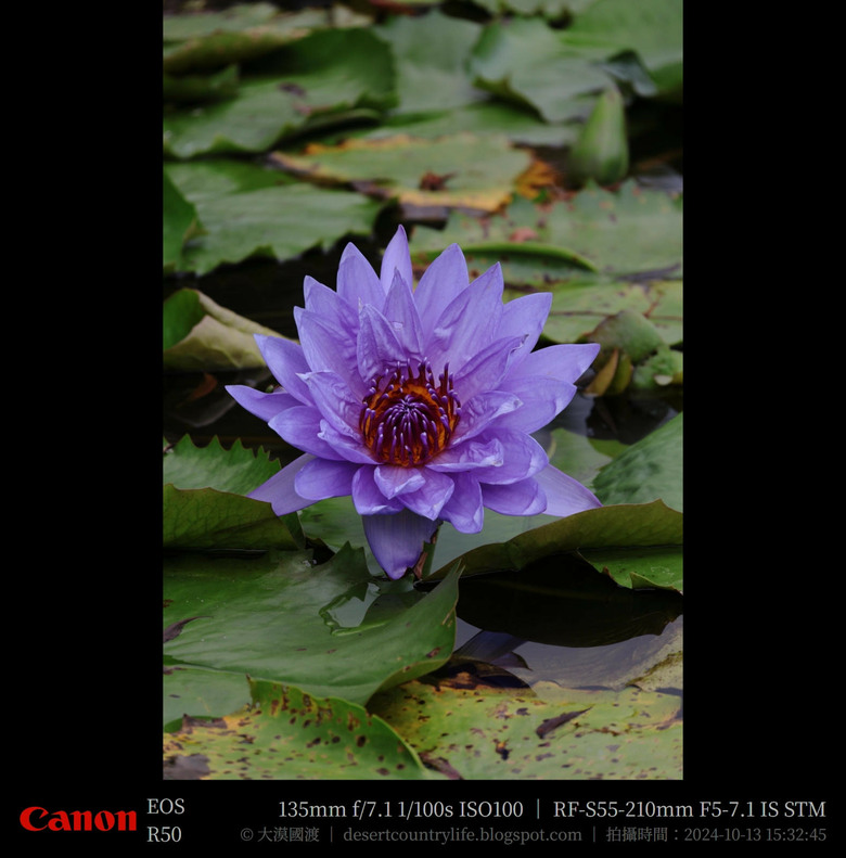 【遊記】奇萊山腳下享受「山水、稻香、鳥鳴、花艷」，蓮城蓮花園 ｜ 大漠國渡