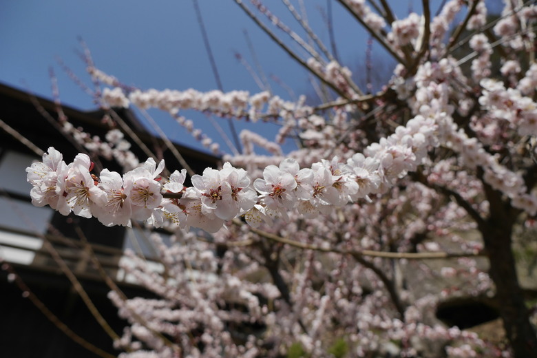 山形縣旅遊紀錄 宝珠山 立石寺(山寺)