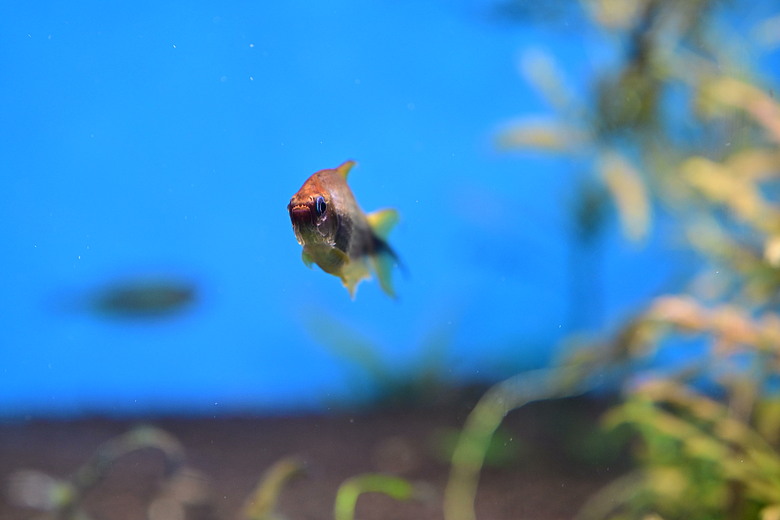 Nikon Z5IIC+24-105mm kit組拍魚、非常多的魚開箱