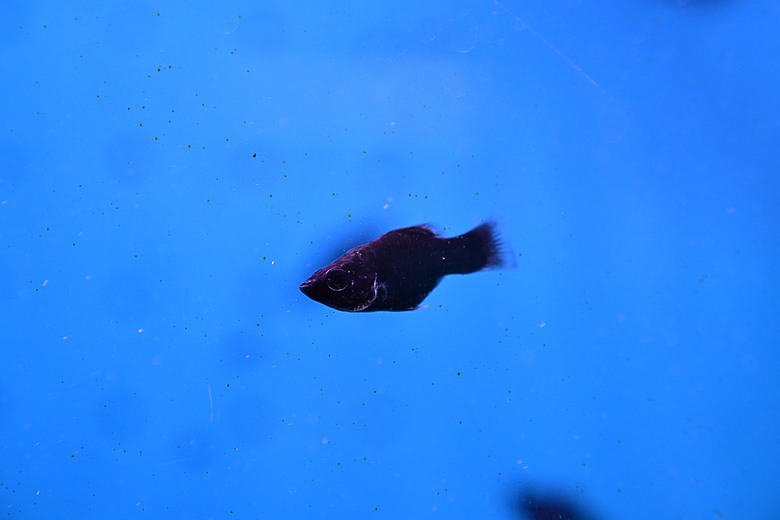 Nikon Z5IIC+24-105mm kit組拍魚、非常多的魚開箱
