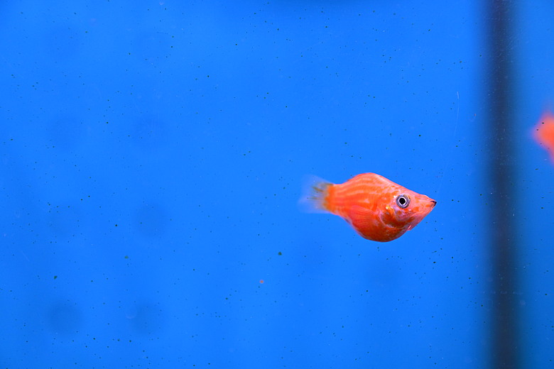 Nikon Z5IIC+24-105mm kit組拍魚、非常多的魚開箱