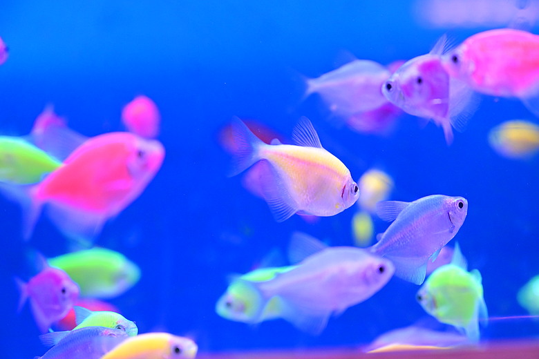 Nikon Z5IIC+24-105mm kit組拍魚、非常多的魚開箱