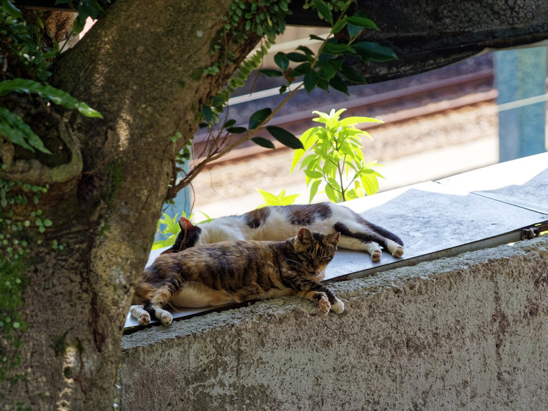 點我看大圖 侯硐貓村試拍貓咪|OM SYSTEM PEN 寵物對焦實測 (12-100mm F4 PRO)