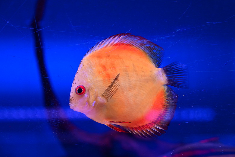 Nikon Z5IIC+24-105mm kit組拍魚、非常多的魚開箱