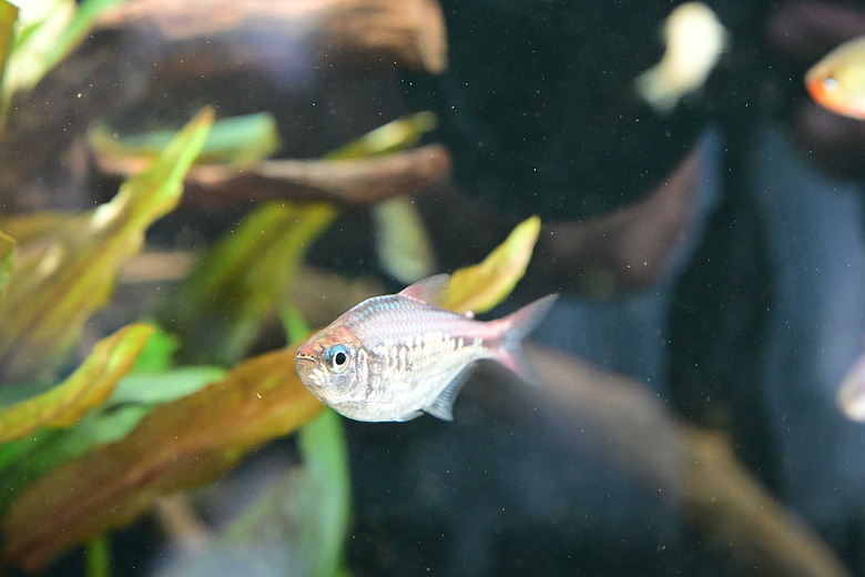 Nikon Z5IIC+24-105mm kit組拍魚、非常多的魚開箱