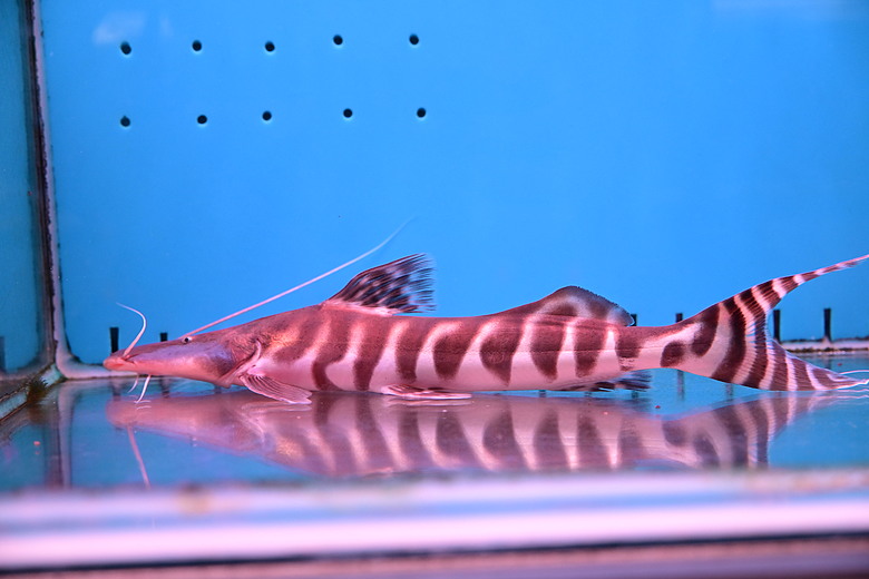 Nikon Z5IIC+24-105mm kit組拍魚、非常多的魚開箱