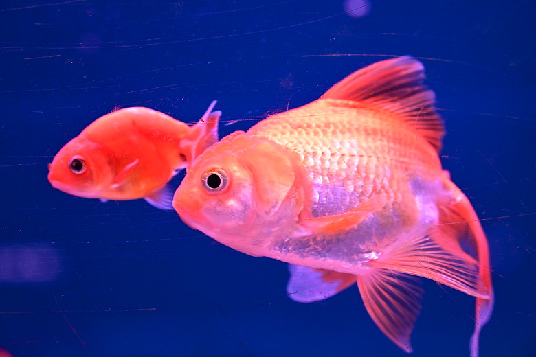 Nikon Z5IIC+24-105mm kit組拍魚、非常多的魚開箱