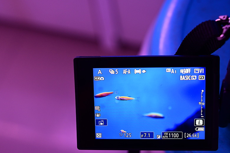 Nikon Z5IIC+24-105mm kit組拍魚、非常多的魚開箱