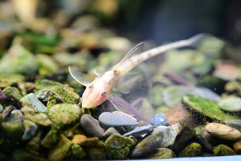 Nikon Z5IIC+24-105mm kit組拍魚、非常多的魚開箱