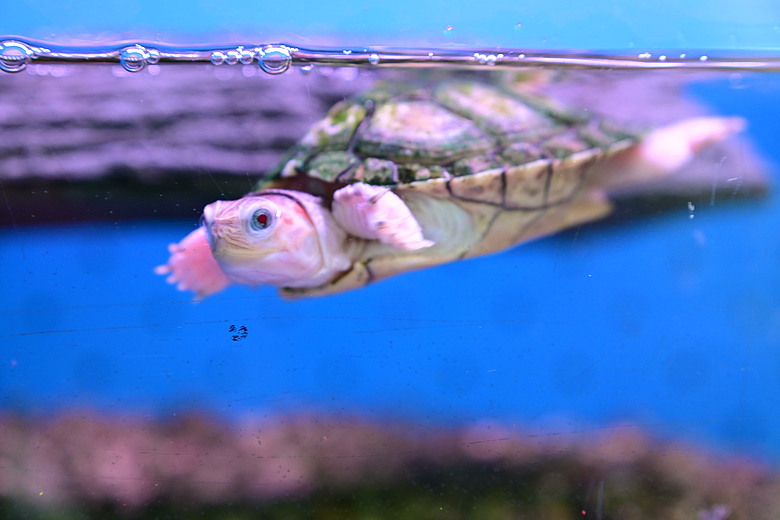 Nikon Z5IIC+24-105mm kit組拍魚、非常多的魚開箱