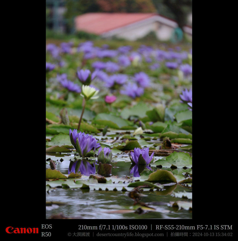【遊記】奇萊山腳下享受「山水、稻香、鳥鳴、花艷」，蓮城蓮花園 ｜ 大漠國渡