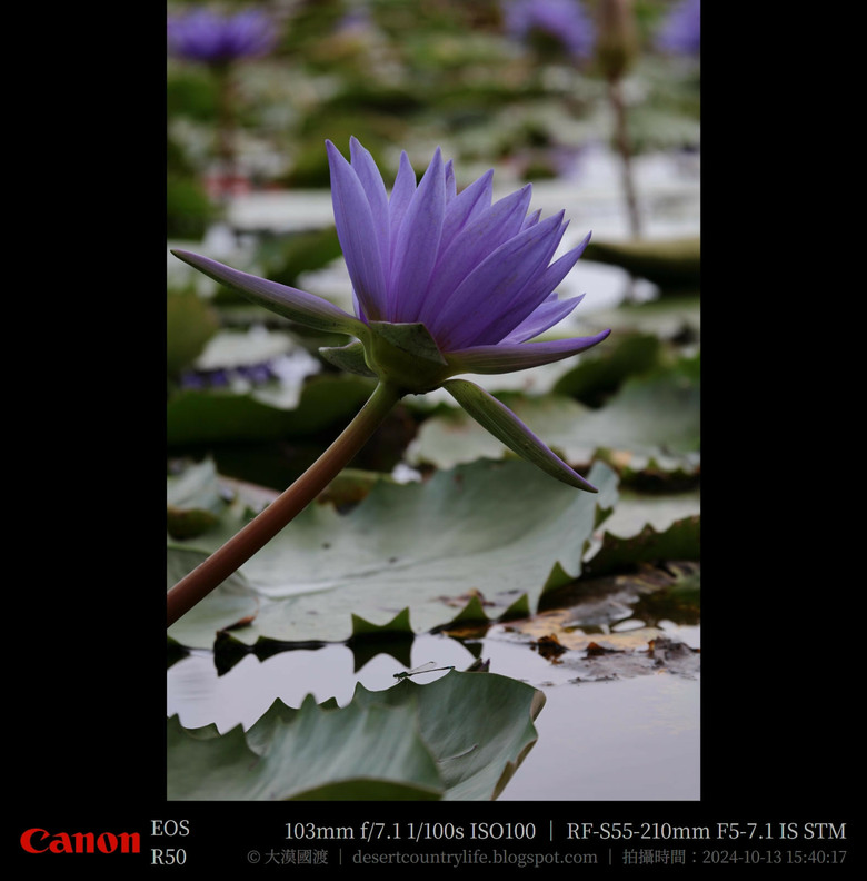 【遊記】奇萊山腳下享受「山水、稻香、鳥鳴、花艷」，蓮城蓮花園 ｜ 大漠國渡
