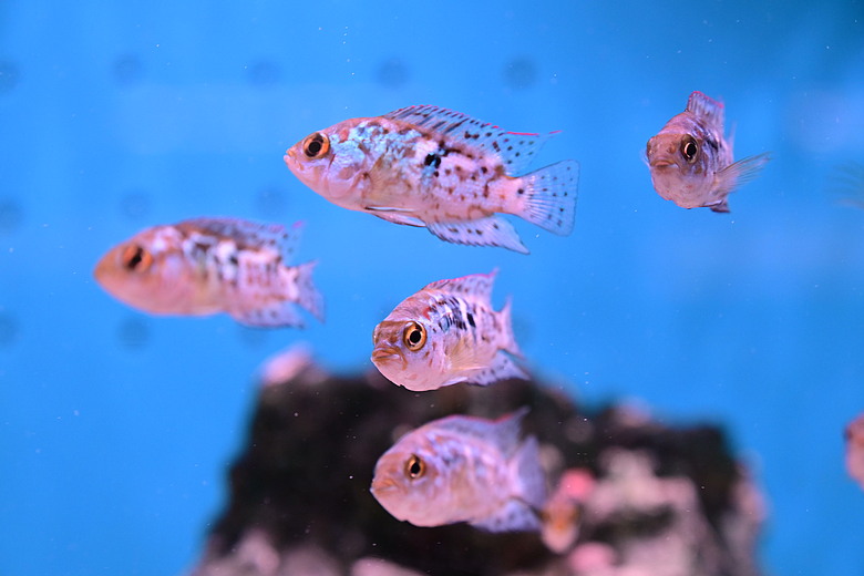 Nikon Z5IIC+24-105mm kit組拍魚、非常多的魚開箱