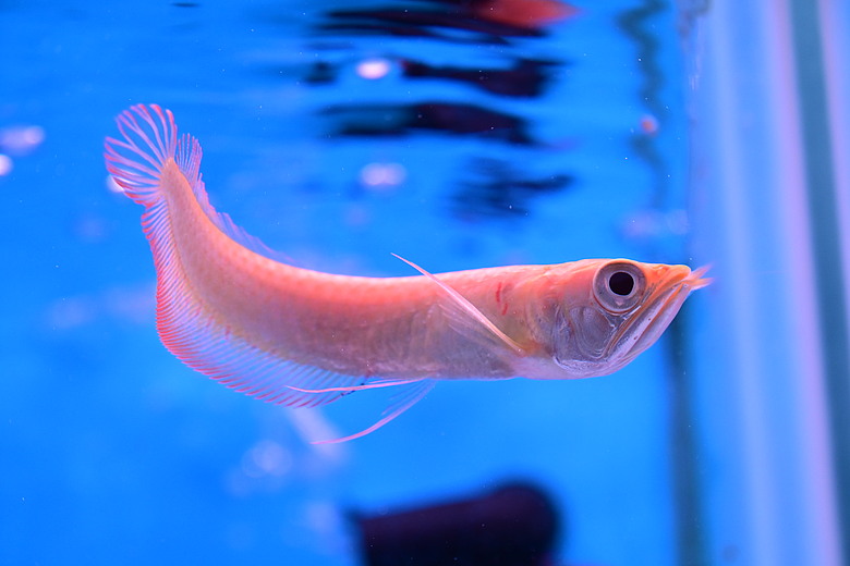 Nikon Z5IIC+24-105mm kit組拍魚、非常多的魚開箱