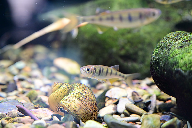 Nikon Z5IIC+24-105mm kit組拍魚、非常多的魚開箱
