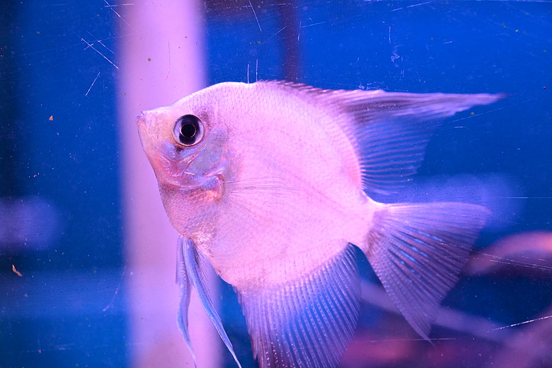 Nikon Z5IIC+24-105mm kit組拍魚、非常多的魚開箱