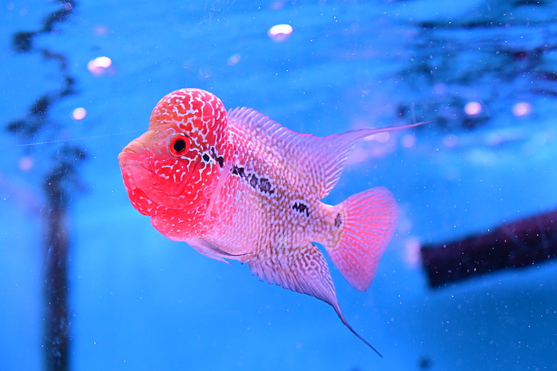 Nikon Z5IIC+24-105mm kit組拍魚、非常多的魚開箱