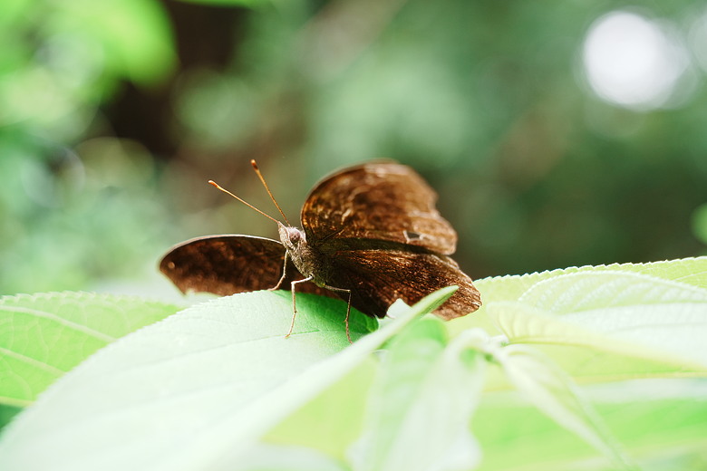 Sigma 20-60mm F2.8-4 DG Contemporary 評測報告 | 375g 超輕量、0.43x 近拍也能打！