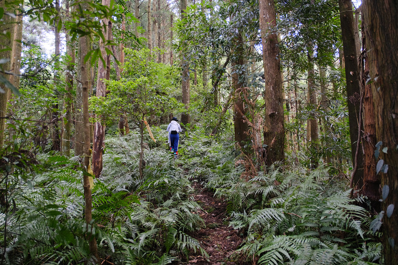 點我看大圖 【外鳥嘴山】蒐集台灣四座名為「鳥嘴山」的主要山峰| 蓮包山一日 O 型縱走
