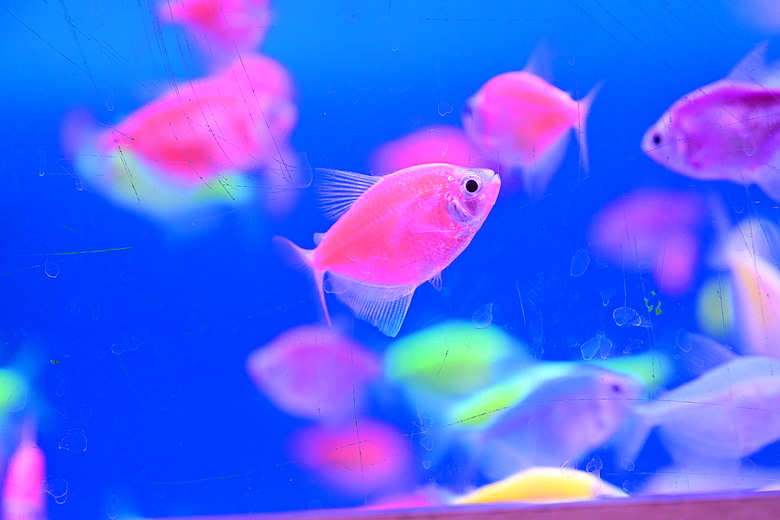 Nikon Z5IIC+24-105mm kit組拍魚、非常多的魚開箱