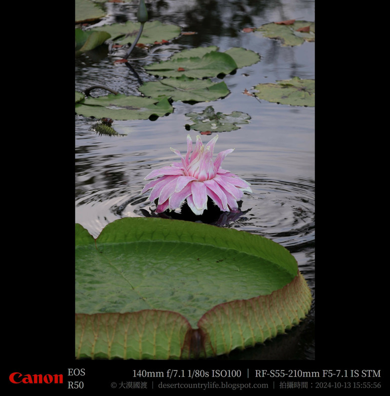 【遊記】奇萊山腳下享受「山水、稻香、鳥鳴、花艷」，蓮城蓮花園 ｜ 大漠國渡