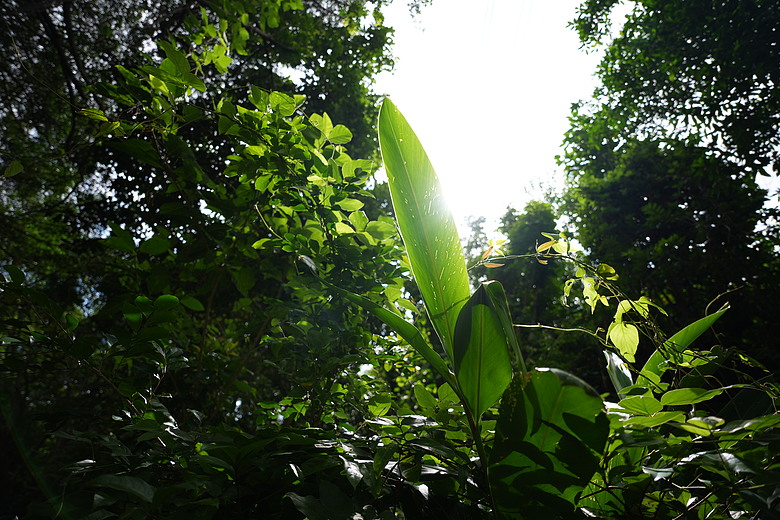 Sigma 20-60mm F2.8-4 DG Contemporary 評測報告 | 375g 超輕量、0.43x 近拍也能打！