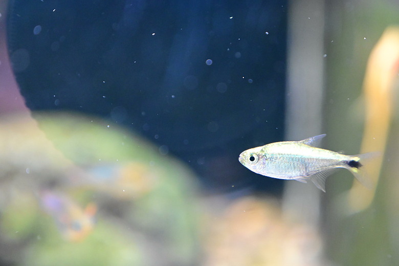 Nikon Z5IIC+24-105mm kit組拍魚、非常多的魚開箱