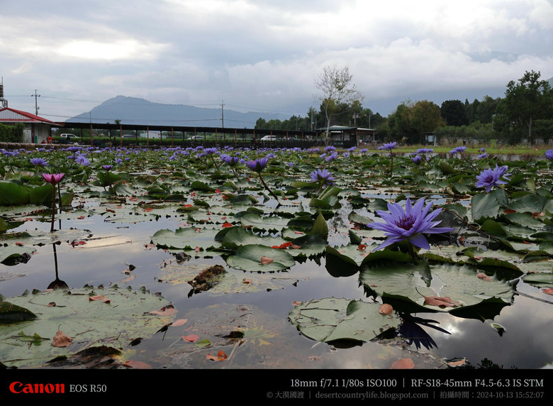 【遊記】奇萊山腳下享受「山水、稻香、鳥鳴、花艷」，蓮城蓮花園 ｜ 大漠國渡