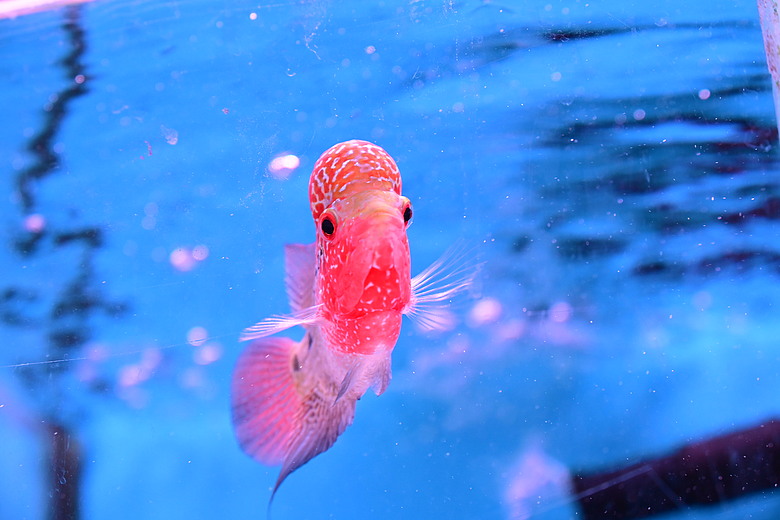 Nikon Z5IIC+24-105mm kit組拍魚、非常多的魚開箱