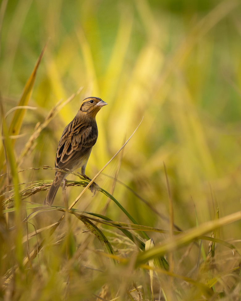 真輕便｜Sony FE 600mm F6.3 GM 港澳實拍