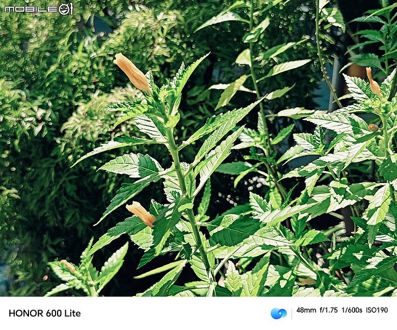 點我看大圖 HONOR 600 Lite|主打人像、輕薄機身與 AI 鍵,實拍體驗一次看