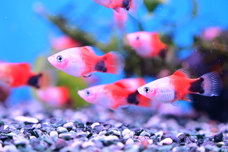 Nikon Z5IIC+24-105mm kit組拍魚、非常多的魚開箱