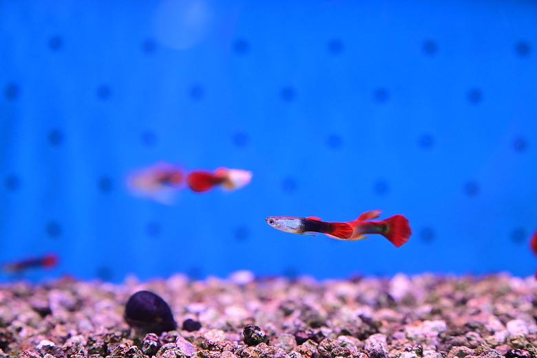 Nikon Z5IIC+24-105mm kit組拍魚、非常多的魚開箱