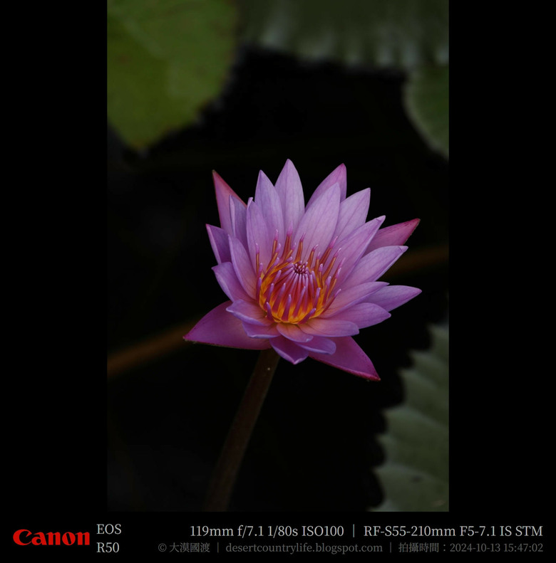 【遊記】奇萊山腳下享受「山水、稻香、鳥鳴、花艷」，蓮城蓮花園 ｜ 大漠國渡