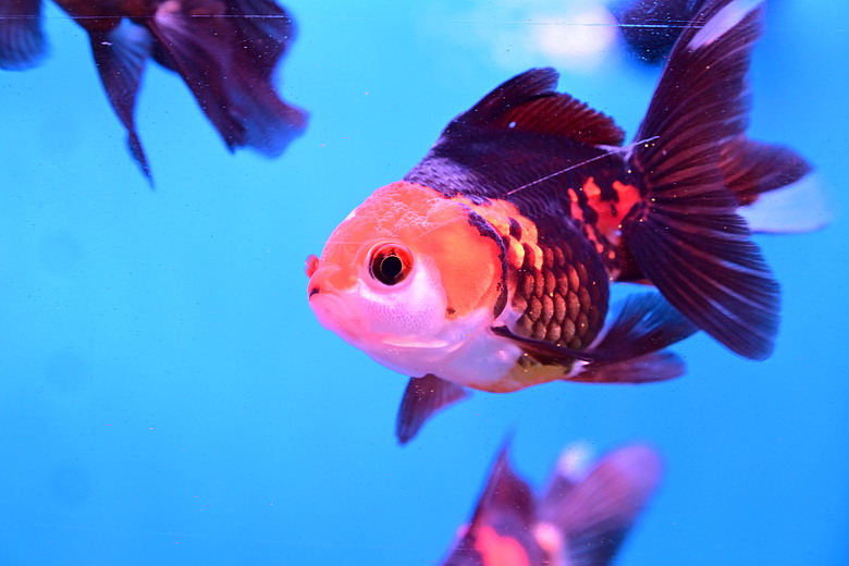 Nikon Z5IIC+24-105mm kit組拍魚、非常多的魚開箱