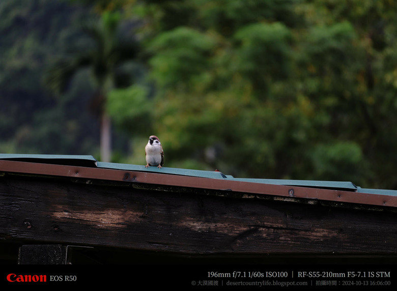 【遊記】奇萊山腳下享受「山水、稻香、鳥鳴、花艷」，蓮城蓮花園 ｜ 大漠國渡