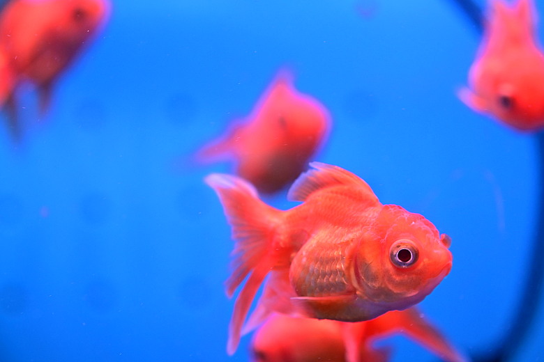 Nikon Z5IIC+24-105mm kit組拍魚、非常多的魚開箱